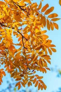 Doku, arka plan. Sonbahar üvez ağacının yaprakları. Üvez
