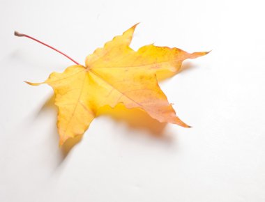 Doku, desen, arka plan. Beyaz bir arka sonbahar akçaağaç yaprağı