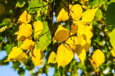 Doku, desen, arka plan. Bir ağaç, parlak sarı sonbahar yaprakları