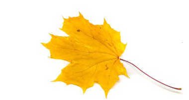 Doku, desen, arka plan. W akçaağaç sonbahar yaprağı Close-Up