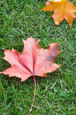 Doku, desen, arka plan. Akçaağaç sonbahar bir ağaç yaprak veya loblu ile funda yaprakları, kanatlı meyve ve renkli sonbahar yaprakları.
