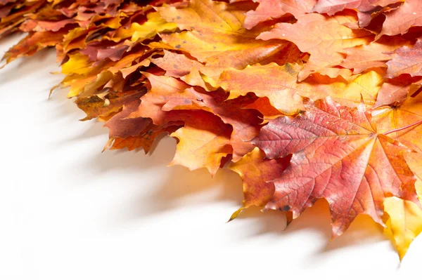 Tekstura, wzór, tło. jesienny liść klonu na biały tył — Zdjęcie stockowe