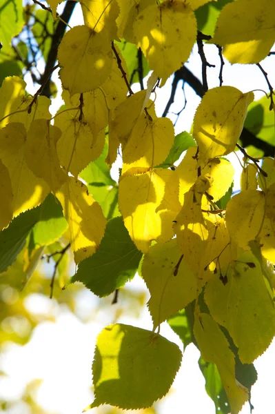 Textur Muster Hintergrund Herbstblätter Gelb Golden Eine Schöne Zeit Des — Stockfoto