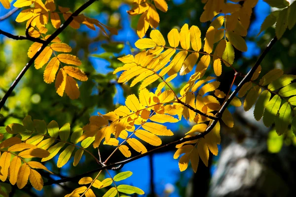 Textuur Batskground Herfst Laves Van Rowan Lade Rovanberry Sorbitol Wild — Stockfoto