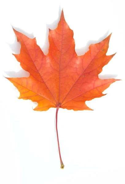 Texture, pattern, background.  autumn maple leaf on a white back — Stock Photo, Image