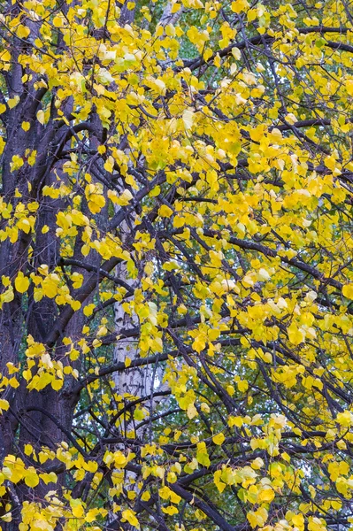 Linden Grove Outono Árvore Caduca Com Folhas Serrilhadas Forma Coração — Fotografia de Stock