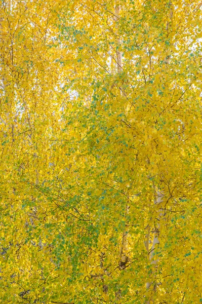 Automne Dans Forêt Arbre Feuilles Caduques Forêt Automne Couleurs Bois — Photo