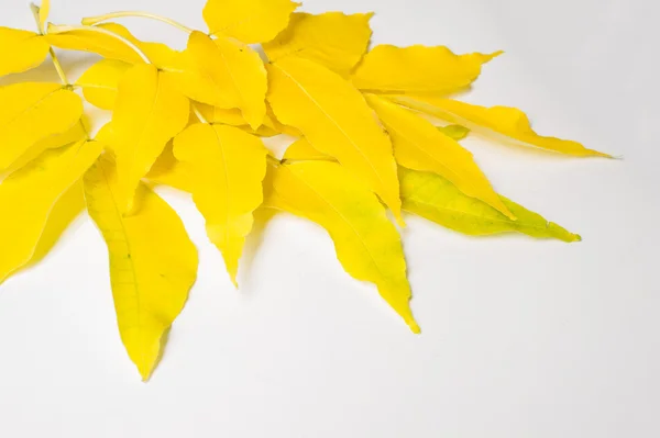 Textur, Hintergrund. Herbstlaub. acer mandshuricum (Mandschurei) — Stockfoto