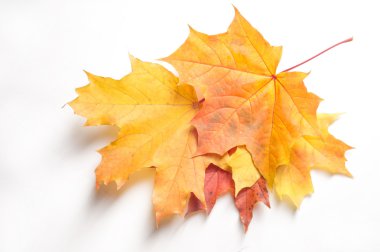 Doku, desen, arka plan. Beyaz bir arka sonbahar akçaağaç yaprağı