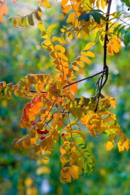 Doku, batskground. Sonbahar Laves Rowan, tepsi. rovanberry, sorbitol, vahşi kül, içki, Rowan-tepsi. Rowans veya dağ kül çalılar veya ağaçları cins üvez (bitki) vardır