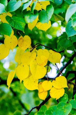 Doku, desen, arka plan. Bir ağaç, parlak sarı sonbahar yaprakları