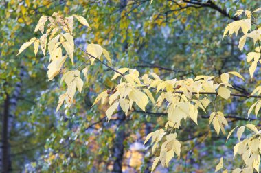 Doku, arka plan. Sonbahar yaprakları. Acer mandshuricum (Manchurian akçaağaç)