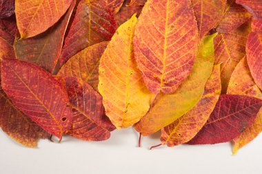 Doku, desen, arka plan. Yapraklar sonbaharda ağaçların, stüdyo sho