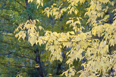 Doku, arka plan. Sonbahar yaprakları. Acer mandshuricum (Manchurian akçaağaç)