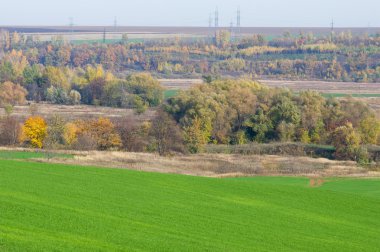 Sonbahar, kış buğday, kış tahıl, Kırmızı Sarı güzel ağaçlar, parlak yeşil kış bitkileri