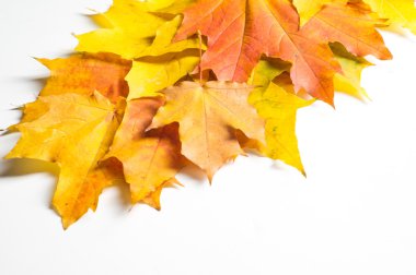 doku, arka plan. Kırmızı ve altın akçaağaç yaprakları sarı tonları.