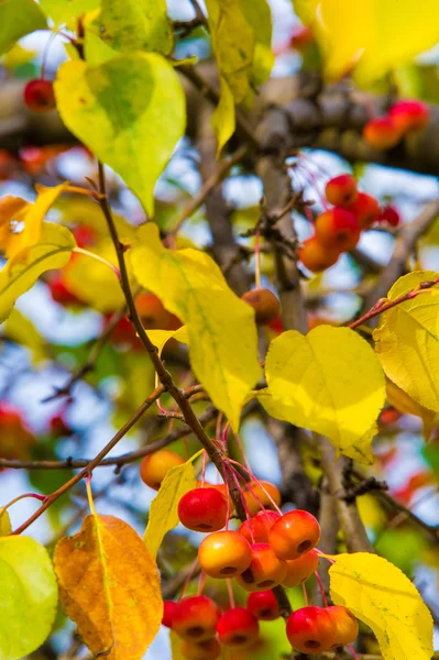 Sonbahar Elma Küçük Elma Sonbahar Ağaç Üzerinde Sarı Yapraklar Kırmızı — Stok fotoğraf