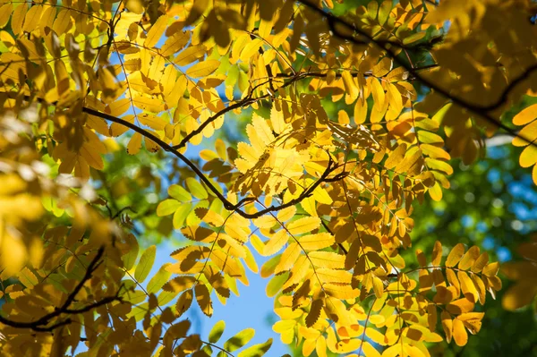 Textura Campo Batalla Bandeja Otoño Laves Rowan Rovanberry Sorbitol Ceniza —  Fotos de Stock