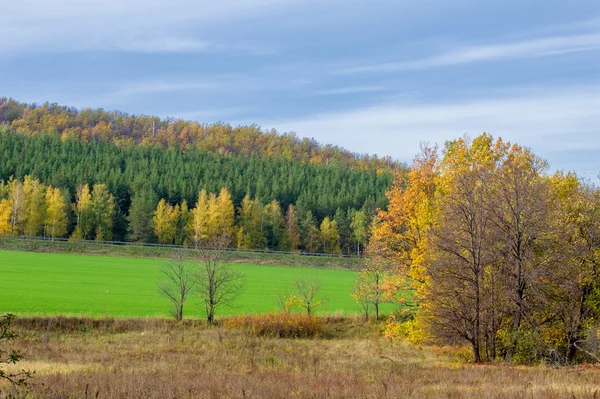 Autumn Winter Wheat Winter Grains Red Yellow Beautiful Trees Bright — Stock Photo, Image