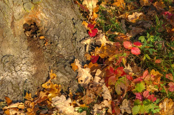Текстура Рисунок Фон Дубовые Осенние Дубовые Корни Разноцветными Листьями — стоковое фото