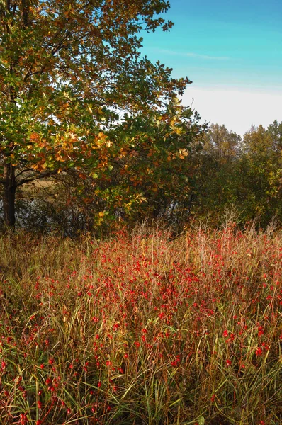 Autumn Oak Forest Autumn Colored Leaves Golden Autumn Bright Warm — Stock Photo, Image