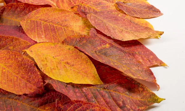 Texture, pattern, background. Leaves of autumn trees, studio sho — Stock Photo, Image