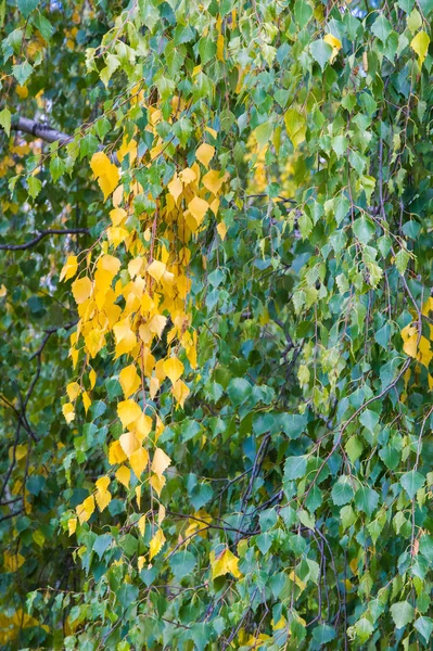 Υφή Μοτίβο Φόντο Κίτρινο Χρυσαφένια Φύλλα Ένα Δέντρο Φθινόπωρο Έχει — Φωτογραφία Αρχείου