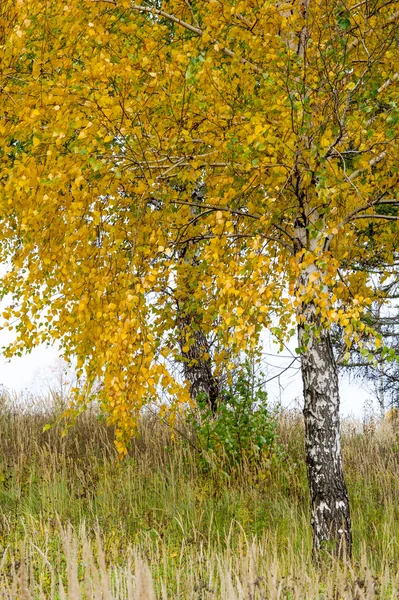 Φθινόπωρο Σημύδα Linden Πεύκης Δρυός Ψηλά Ξερά Χόρτα Βαμμένο Κίτρινο — Φωτογραφία Αρχείου