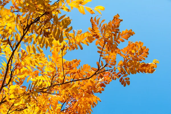 Υφή, φόντο. Το φθινόπωρο τα φύλλα του δέντρου rowan. ένα βουνό τέφρα — Φωτογραφία Αρχείου
