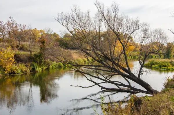 Jesienią Drzewa Wpadła Wody Burzy Przymusowego Naruszenie Atmosfery Silnych Wiatrów — Zdjęcie stockowe