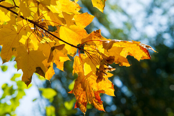 Текстура, рисунок, фон. Листья и кленовые листья. Дерево или кустарник с лопастными листьями, крылатыми фруктами и красочной осенней листвы
.