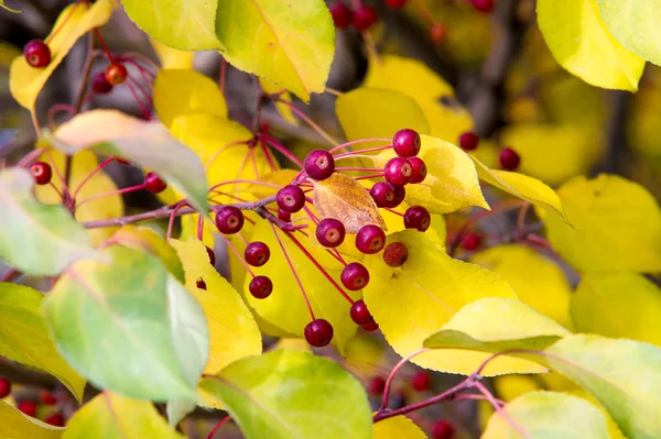 Maçãs Outono Pequenas Maçãs Árvore Outono Folhas Amarelas Maçãs Vermelhas — Fotografia de Stock