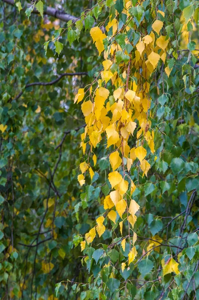 Texture Motif Fond Feuilles Automne Jaunes Dorées Une Belle Période — Photo