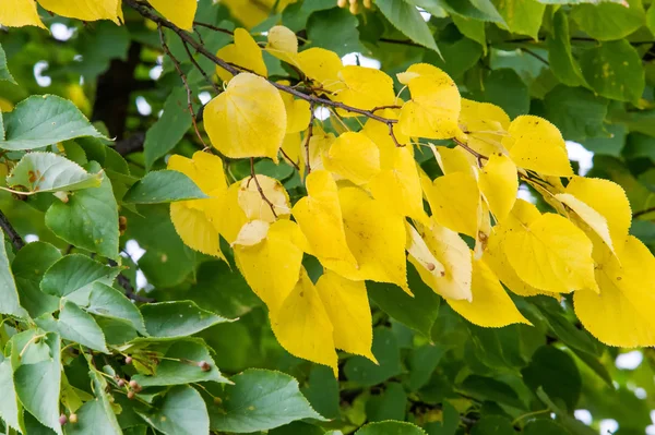 Texture Motif Fond Feuilles Automne Sur Arbre Jaune Vif — Photo