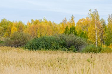 Sonbahar. Linden, karaçam, meşe, yüksek kuru ot huş ağacı. Sarı altın rengi kırmızı boyalı