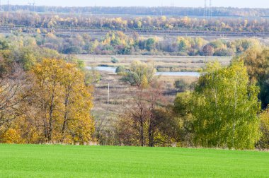 Sonbahar, kış buğday, kış tahıl, Kırmızı Sarı güzel ağaçlar, parlak yeşil kış bitkileri