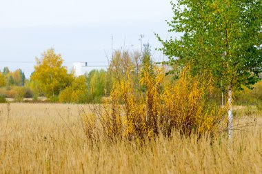 Sonbahar. Linden, karaçam, meşe, yüksek kuru ot huş ağacı. Sarı altın rengi kırmızı boyalı
