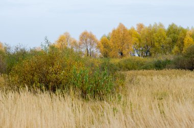 Sonbahar. Linden, karaçam, meşe, yüksek kuru ot huş ağacı. Sarı altın rengi kırmızı boyalı