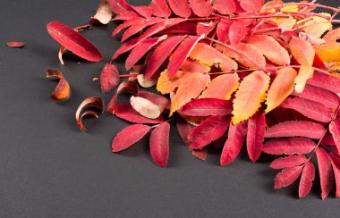 Doku, arka plan. Rowan sonbahar kırmızı, süslü, stüdyo yaprakları 