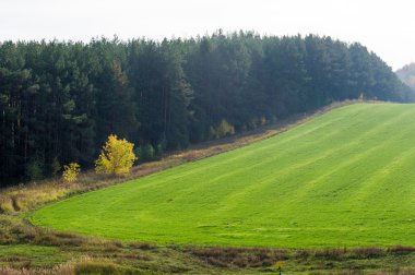 Sonbahar, kış buğday, kış tahıl, Kırmızı Sarı güzel ağaçlar, parlak yeşil kış bitkileri