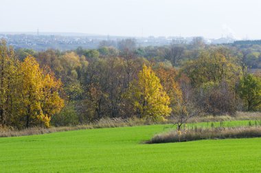 Sonbahar, kış buğday, kış tahıl, Kırmızı Sarı güzel ağaçlar, parlak yeşil kış bitkileri