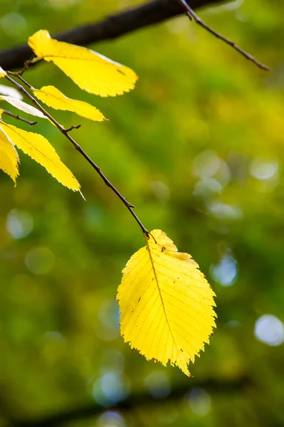 Blätter Fallulme Großer Laubbaum Mit Massivholz — Stockfoto