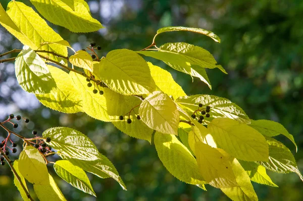 Cereza Pájaro Bayas Negras Hojas Otoño Contraluz Árbol Con Flores —  Fotos de Stock