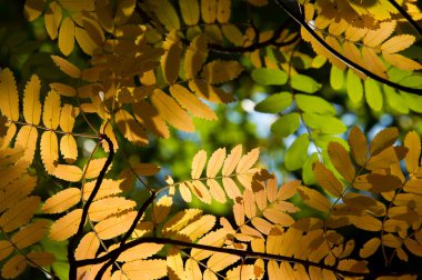 Doku, desen, arka plan. Sonbahar yaprakları. Rowan. özellikle Avrupa Sorbus aucuparia üvez. 