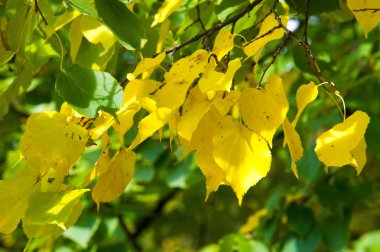 Doku, desen, arka plan. Sonbahar yaprakları, sarı, altın. Bu yıl güzel bir zaman. yıl, ne zaman bitkileri ve meyve toplandık ve yaprakları üçüncü sezon sonbahar, Kasım Eylül Kuzey yarımkürede