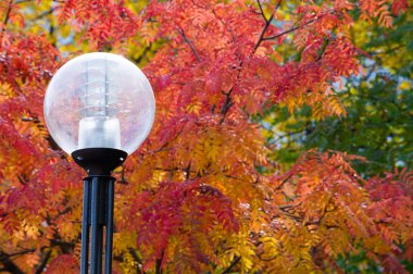 Sokak ışıkları resimleri keskinliğini. Doku, desen, arka plan. Sokak lambası ağaç sonbahar kırmızı rowan