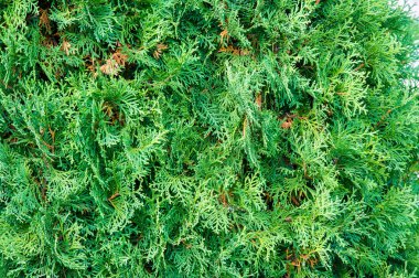 Mazı (bitki) occidentalis, olarak da bilinen Kuzey beyaz sedir veya Doğu mazı, selvi ailesindeki servigiller herdem yeşil bir iğne yapraklı ağaç olduğunu