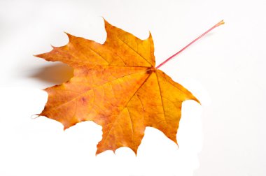 Doku, arka plan. Sonbahar akçaağaç yaprakları. Beyaz bir arka plan üzerinde,