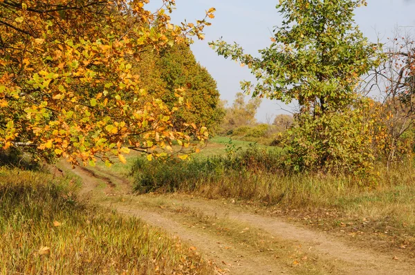 Autumn Oak Forest Autumn Colored Leaves Golden Autumn Bright Warm — Stock Photo, Image
