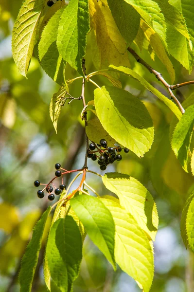 Черная Вишня Черные Ягоды Осенние Листья Подсветка Дерево Белыми Благоухающими — стоковое фото
